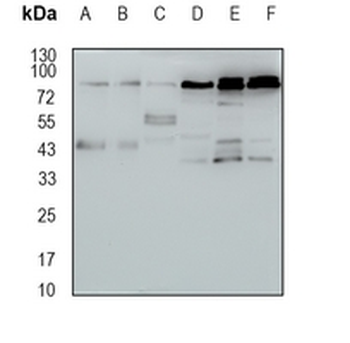HOOK2 Rabbit Monoclonal Antibody