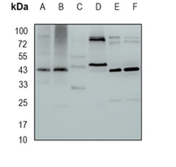 CD336 Rabbit Monoclonal Antibody