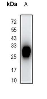 HLA-DMB Rabbit Monoclonal Antibody