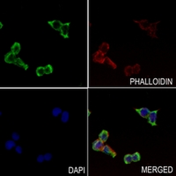 HLA-DMB Rabbit Monoclonal Antibody