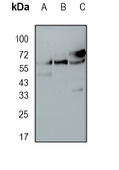 COASY Rabbit Monoclonal Antibody