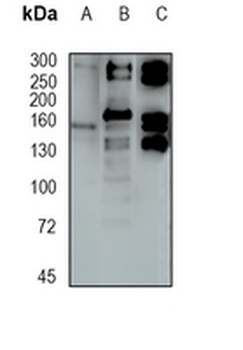 USP24 Rabbit Monoclonal Antibody