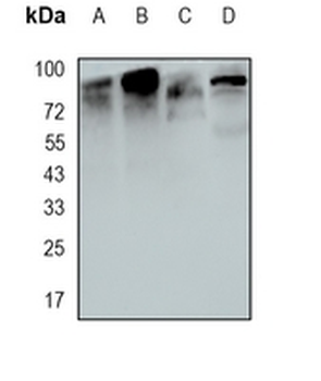 RanBP3 Rabbit Monoclonal Antibody