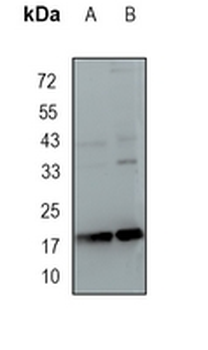 CIRBP Rabbit Monoclonal Antibody