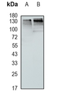 HTATSF1 Rabbit Monoclonal Antibody
