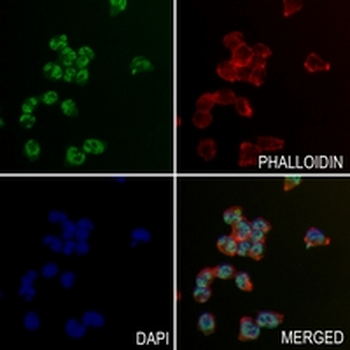 HTATSF1 Rabbit Monoclonal Antibody