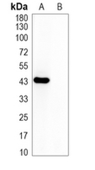 Myc-tag Mouse Monoclonal Antibody