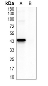HA-tag Mouse Monoclonal Antibody