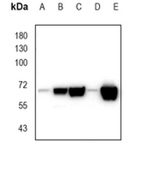 NRF2 Rabbit Monoclonal Antibody