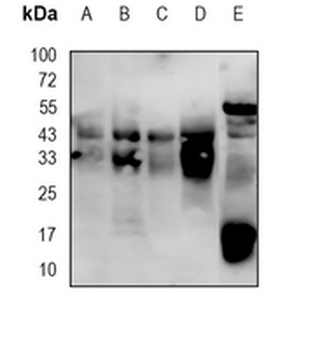 CDK10 Rabbit Monoclonal Antibody