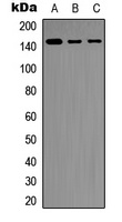 SHIP1 Antibody