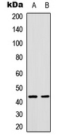 c-Jun Rabbit Polyclonal Antibody