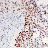 c-Jun Rabbit Polyclonal Antibody