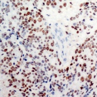 c-Jun (Phospho-S63) antibody