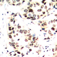 Anti-c-Jun (Phospho-S243) Antibody