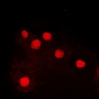 c-Jun (Phospho-S243) antibody