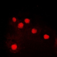 Anti-c-Jun (Phospho-S243) Antibody