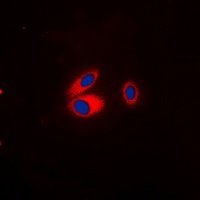 Kir3.1 (Phospho-S185) antibody