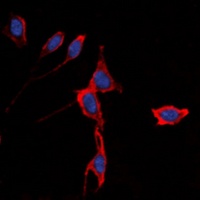 Kir3.1 antibody