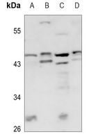BCOX1 Antibody