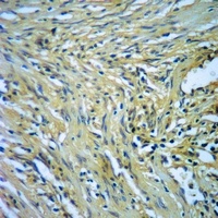 BCOX1 Antibody