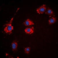 BCOX1 Antibody