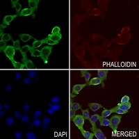 CD159a antibody