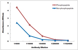 LYN (Phospho-Y397) antibody