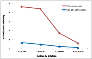 ASK1 (Phospho-S83) antibody
