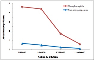 Anti-ASK1 (Phospho-S83) Antibody