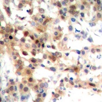 p38 antibody