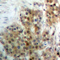 ERK7 (Phospho-T175/Y177) antibody