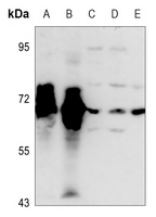 TAU Antibody