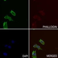 TAU Antibody