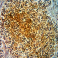 Anti-TAU (Phospho-S721) Antibody