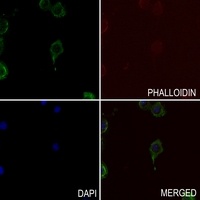 Anti-TAU (Phospho-S721) Antibody