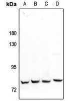 MARK2 Antibody