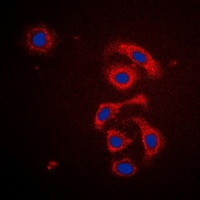 MRPS21 Antibody
