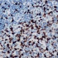 Musculin Antibody