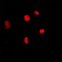 MYBL2 antibody