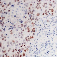 c-Myc antibody