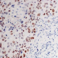 Anti-c-Myc Antibody