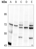 c-Myc Rabbit Polyclonal Antibody