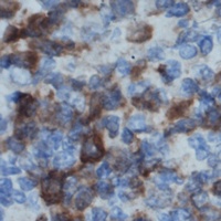 Anti-p47 phox Antibody