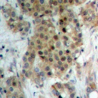 Anti-NEK9 (Phospho-T210) Antibody