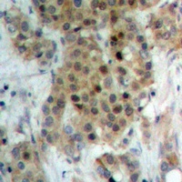 NEK9 (Phospho-T210) antibody