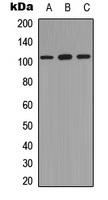 NF-kappaB p105 (Phospho-S893) Rabbit Polyclonal Antibody