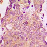 NSG1 antibody