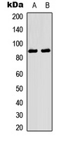 TRK A (Phospho-Y496) Antibody