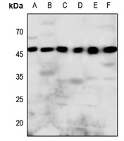 P2Y8 Antibody